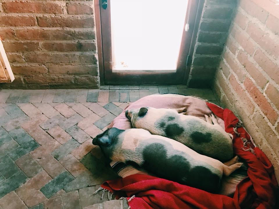 38492402_10212460777050882_3642252964178952192_n